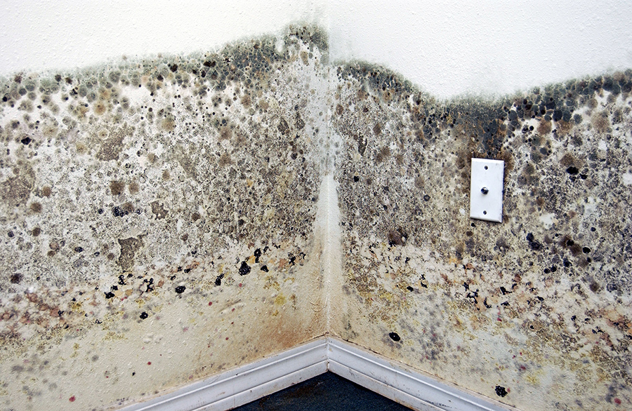 Mold Restoration Services Nashville